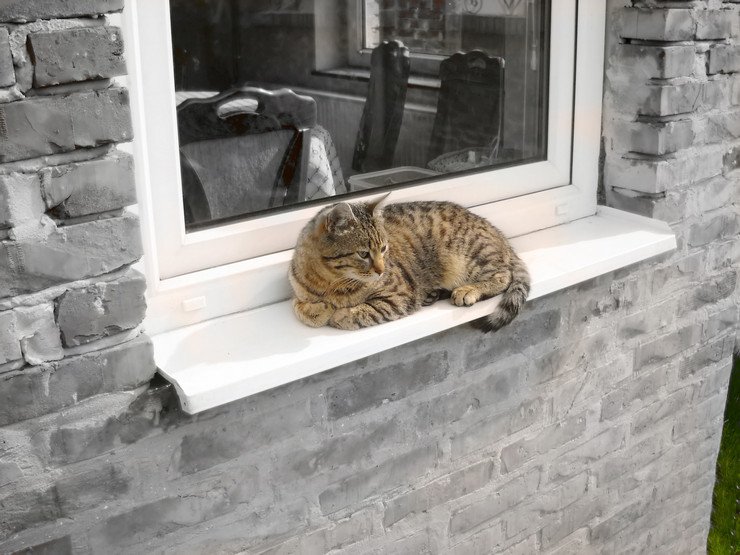 Кот на внешнем отливе загородного дома