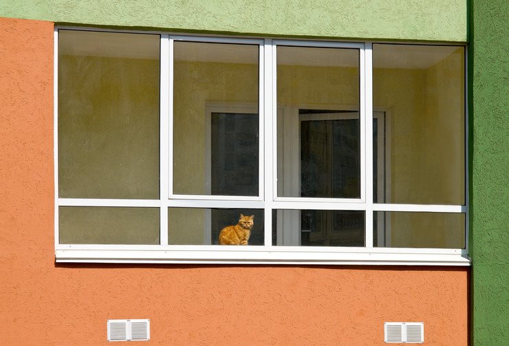 Кот на остекленном балконе