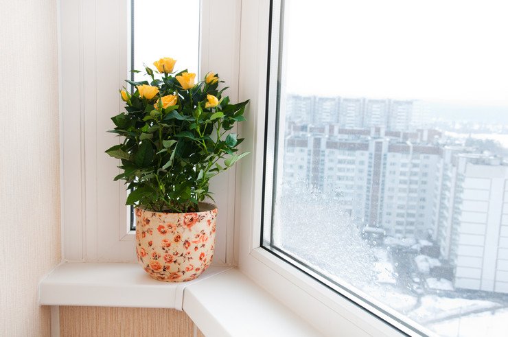 Остекленный балконный блок в многоэтажном доме, вазон с цветами