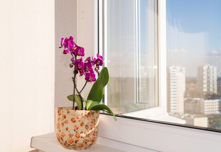 Цветок на подоконнике в многоэтажном доме с видом на город