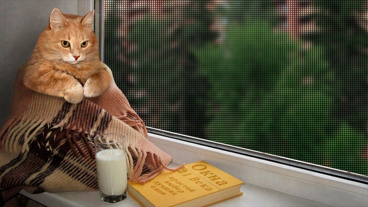 Кот у окна