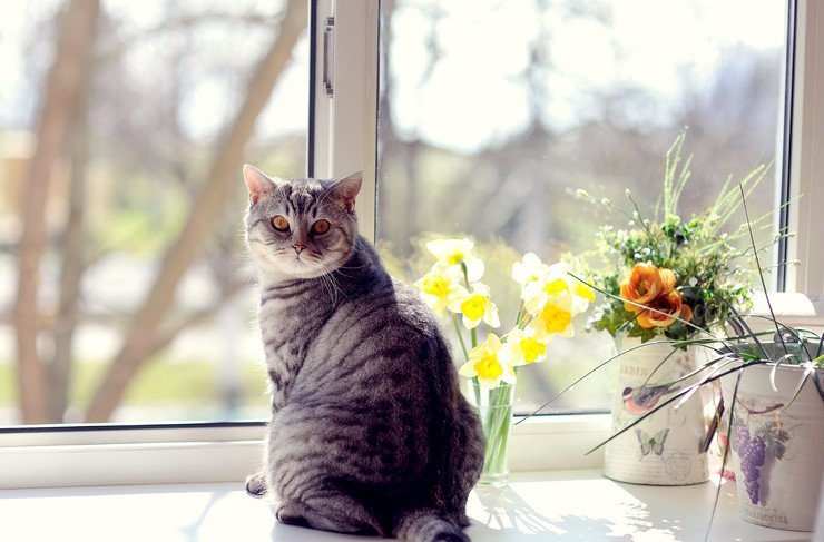 Красивый кот на подоконнике у евроокна, цветы